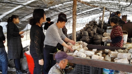 辽宁省抚顺市科技共建食用菌服务团到新宾县食用菌生产基地进行技术指导及蒲公英深加工产品研发。