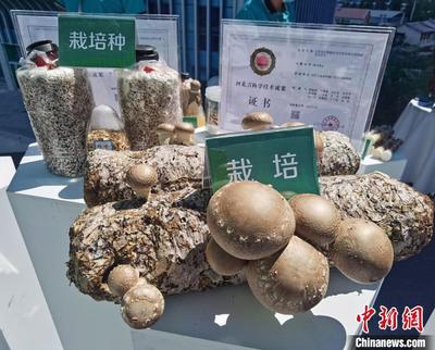 河北省食用菌产业发展大会举办 聚力打造“冀”菇品牌